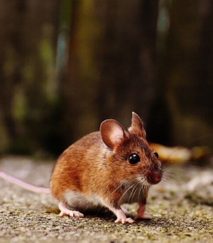 WHAT IS HANTAVIRUS? MAN IN CHINA TESTS POSITIVE AFTER DYING OF INFECTION SPREAD BY RODENTS
